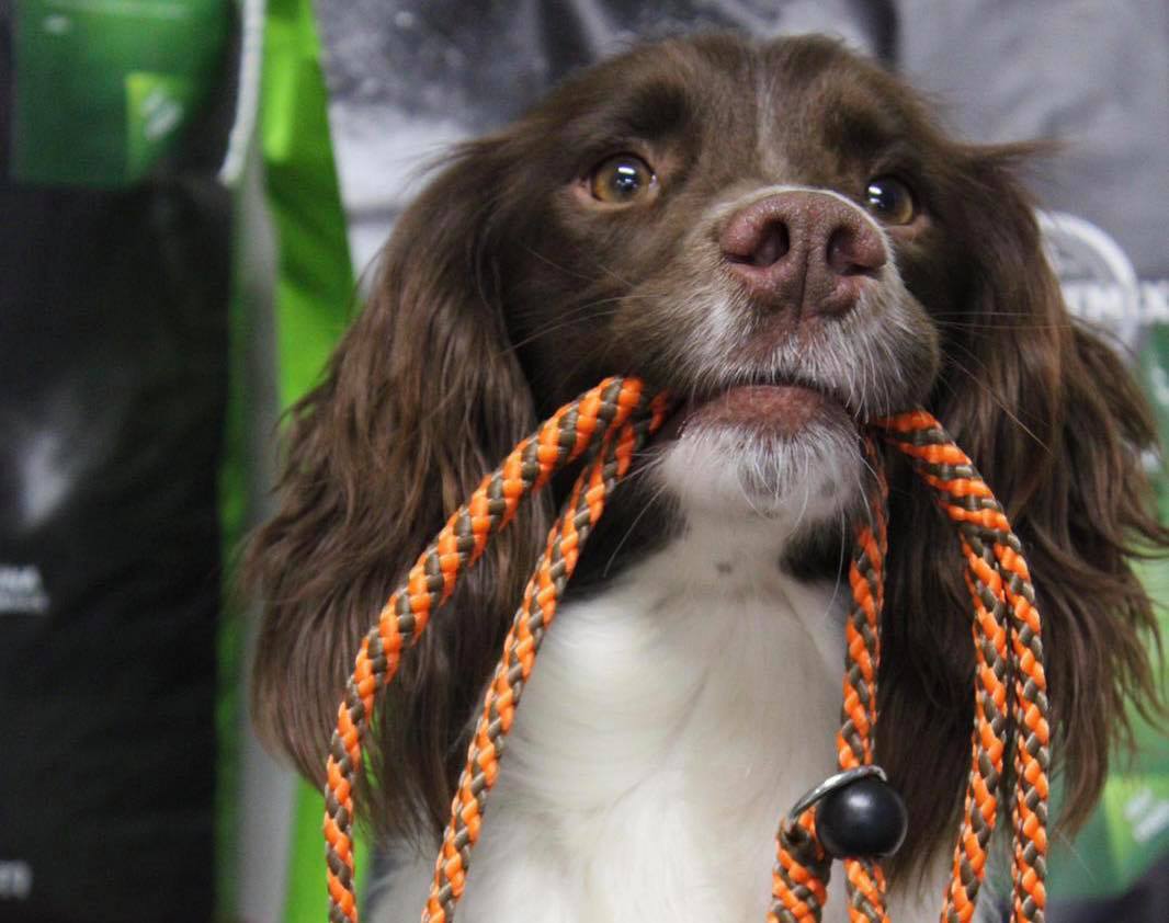 Wuffitmix's tweet photo. 🚨NEW PRODUCT ALERT🚨
Check out these stylish and durable 8mm flat slip leads.

Available in 4 colours👇🏼
🔹 Tundra (Khaki, Green &amp; Aqua)
💕 Country Girl (Pink, White &amp; Purple)
🔸 70’s (Orange &amp; Khaki)
🤎 Moccasin (Brown &amp; Natural) 

Buy instore or online⬇️
https://t.co/a7dO3nKLkD https://t.co/yxZNT3Ilxq
