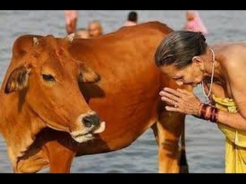 the herbal juice, mix with cows’ milk And may this manly vigor be, O for your heroic might."Conclusion Remarks :In Sanātana dharmic tradition cow is symbol of respect & reverence. The relation of human with cow is well established fact. In many research works, scientists say