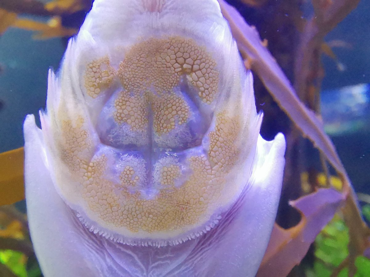 2OceansAquarium's tweet photo. Any ocean-lovers out there want to take a guess at what this is? #ocean #oceananimal #guesstheanimal https://t.co/fEQpgF6LQg