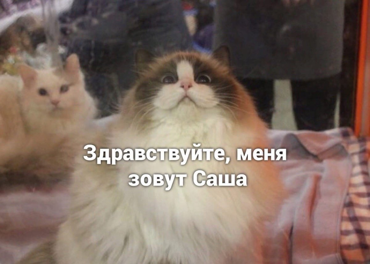 drunktwi's tweet image. Ох уж эти Саши...