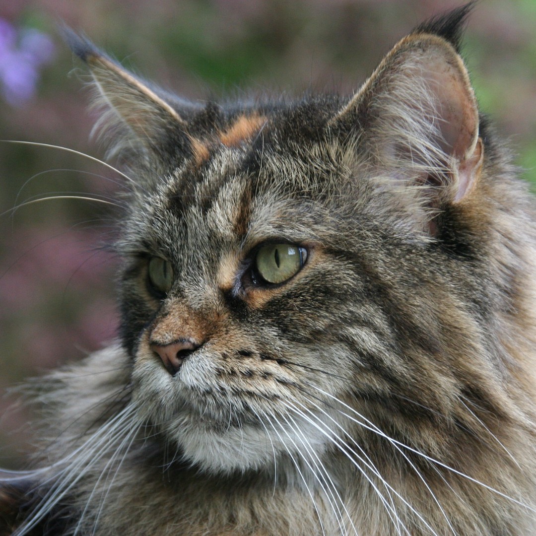IntersandUK's tweet photo. Cat Breed of the week: Maine Coon

Ownership of Main Coon kitties is on the rise in the UK. These large felines can grow to up 9kg and are known for their gentle but playful dispositions and vocal communications. https://t.co/Lgabp5kJQz