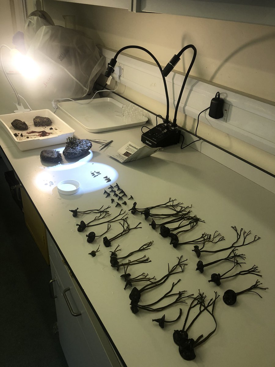 LarisaLewis's tweet photo. Squeezed in my first set of seaweed surveys amidst the January lockdown chaos !! Side note: Why is sea spag so cute?! https://t.co/IQQ2pz3tMp