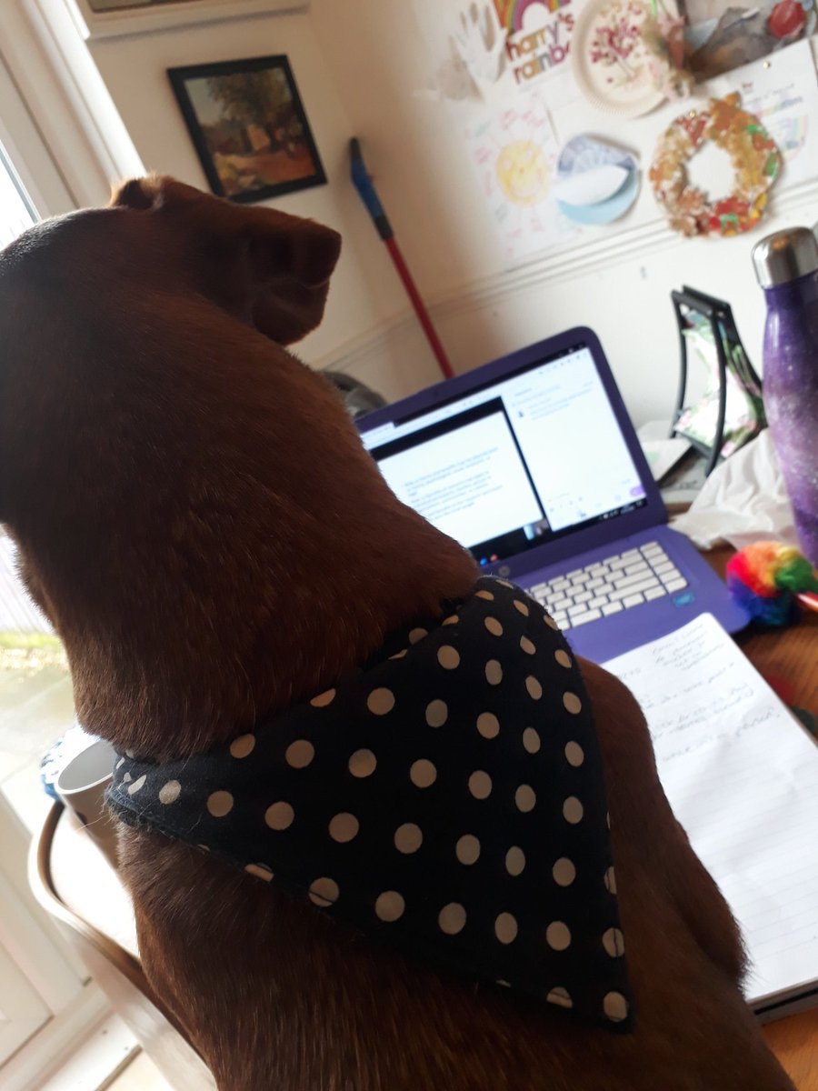 RachelSalmon81's tweet photo. Back to studying, with my faithful study buddy!! #UoNCAMH #Mastersstudent #widow #widowslife https://t.co/imdvZYivRI