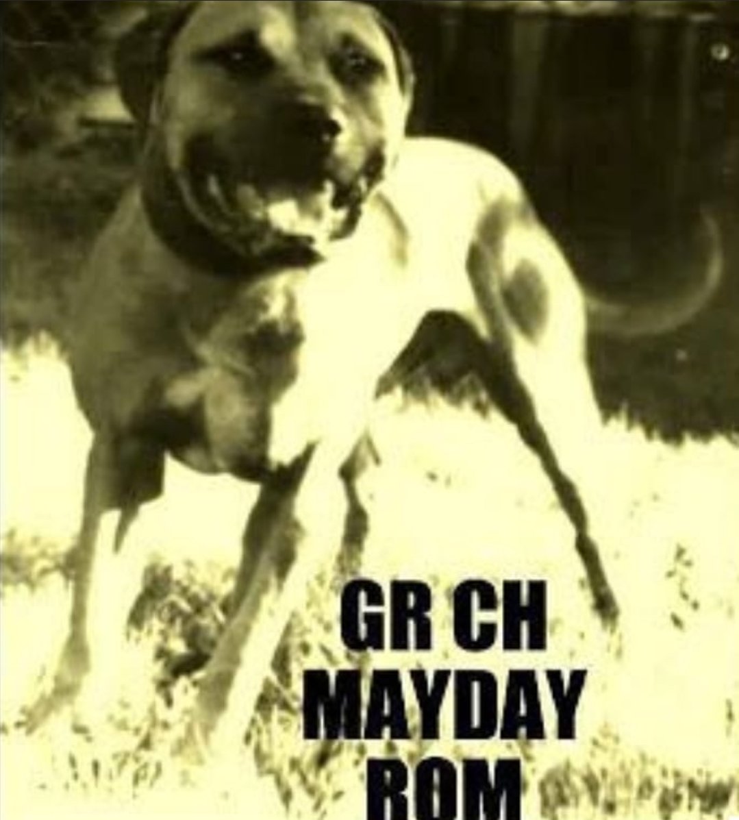 gamedogse's tweet photo. https://t.co/93tPhKVE7p MAYDAY ROM
#gamedog #apbt https://t.co/4XqzQ5ImDX