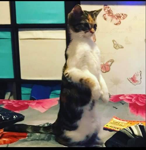 AlanDaffern's tweet photo. #Neutered & #Chipped #TortoiseshellAndWhitecat "Sky" has been #Missing from #ThorntonStreet #NorthOrmsby #Middlesbrough #TS3 since 20/01/21. Her family recently relocated from #Worthing #Sussex #BN13. Please check gardens, sheds. Contact 07737-292-532
https://t.co/2Y56t0InbA https://t.co/fAk1oK5UbO