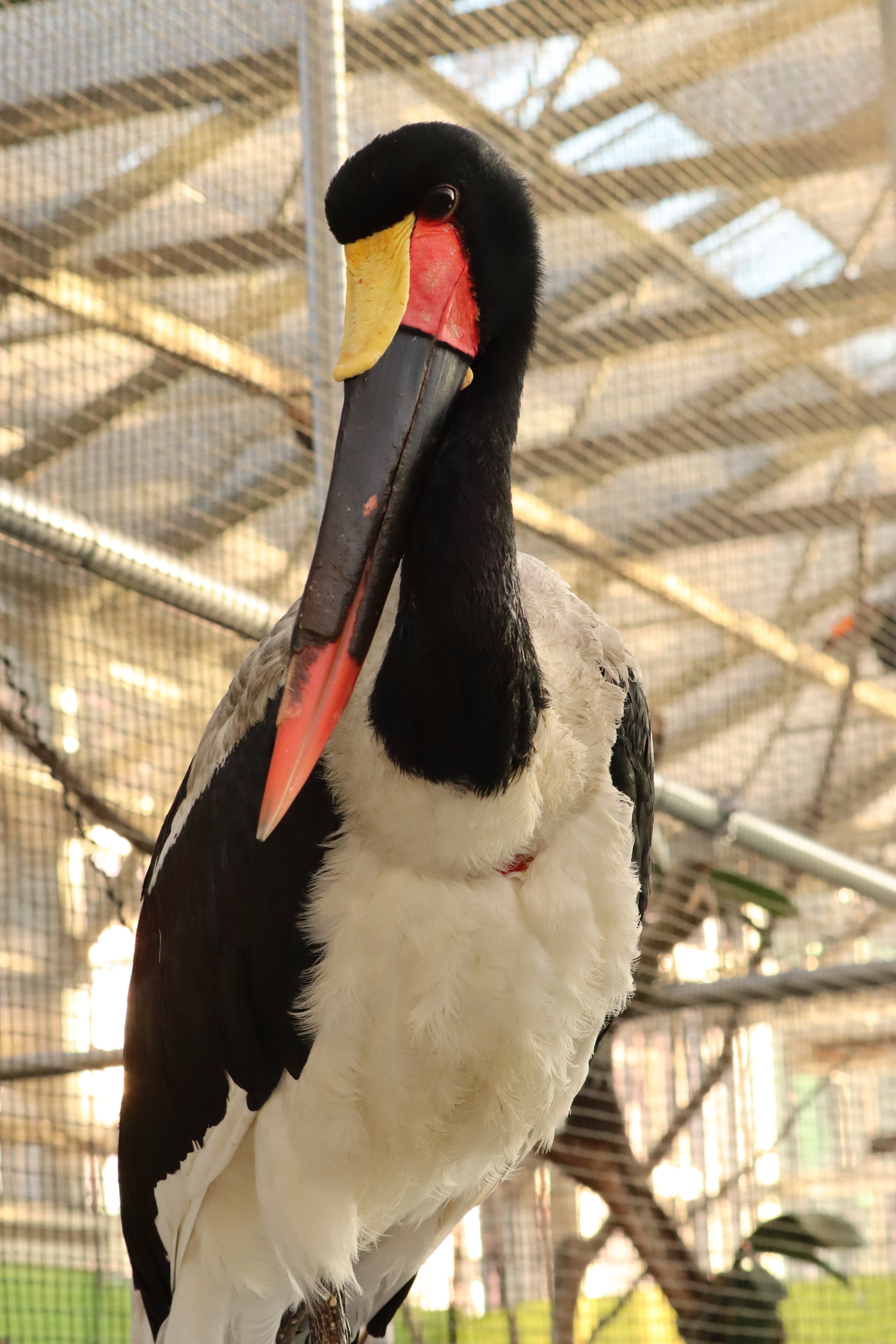 塩ら めん 掛川花鳥園のふたばの次に推し クラハシコウのモロ 最近フォロワーさん増えたから久しぶりに紹介するね 21 01 27 掛川花鳥園にて撮影 掛川花鳥園 クラハシコウ T Co jz8kgjtq Twitter