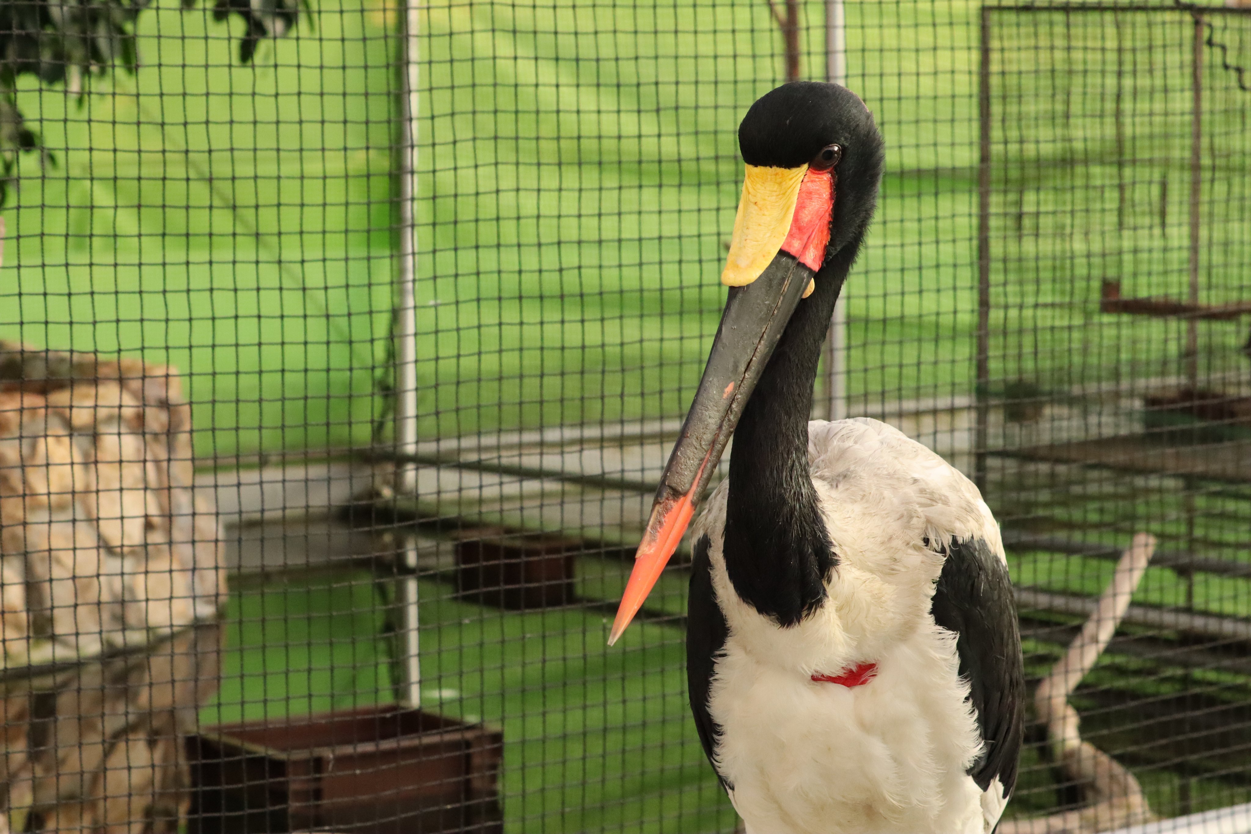 塩ら めん 掛川花鳥園のふたばの次に推し クラハシコウのモロ 最近フォロワーさん増えたから久しぶりに紹介するね 21 01 27 掛川花鳥園にて撮影 掛川花鳥園 クラハシコウ T Co jz8kgjtq Twitter