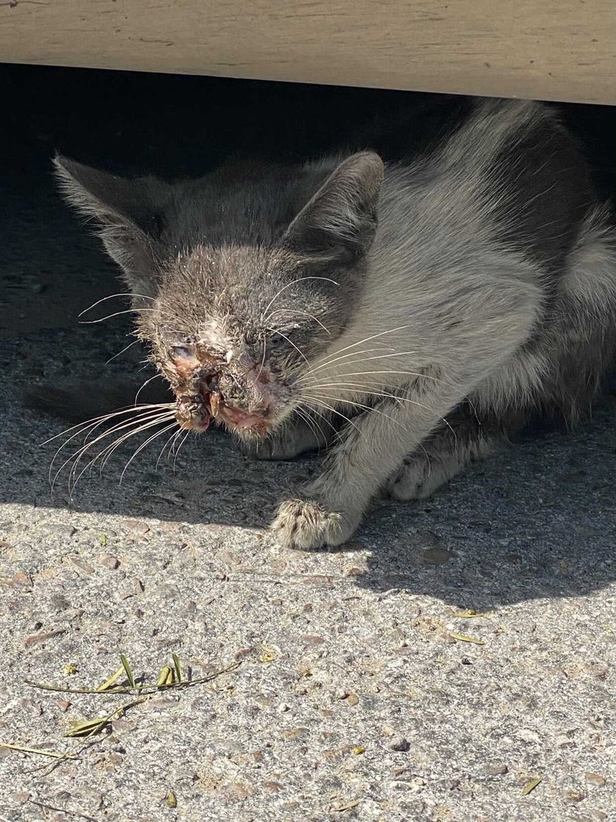 مدينة الخبر 

لقيت كيتن معدوم وجهه ما اعرف من ايش لكن شكله اعمى ويحتاج مساعدة في اقرب وقت. موجود عند شركة هاكا الخبر تحت الكبري.

instagram.com/p/CKjBNwbgMux/…