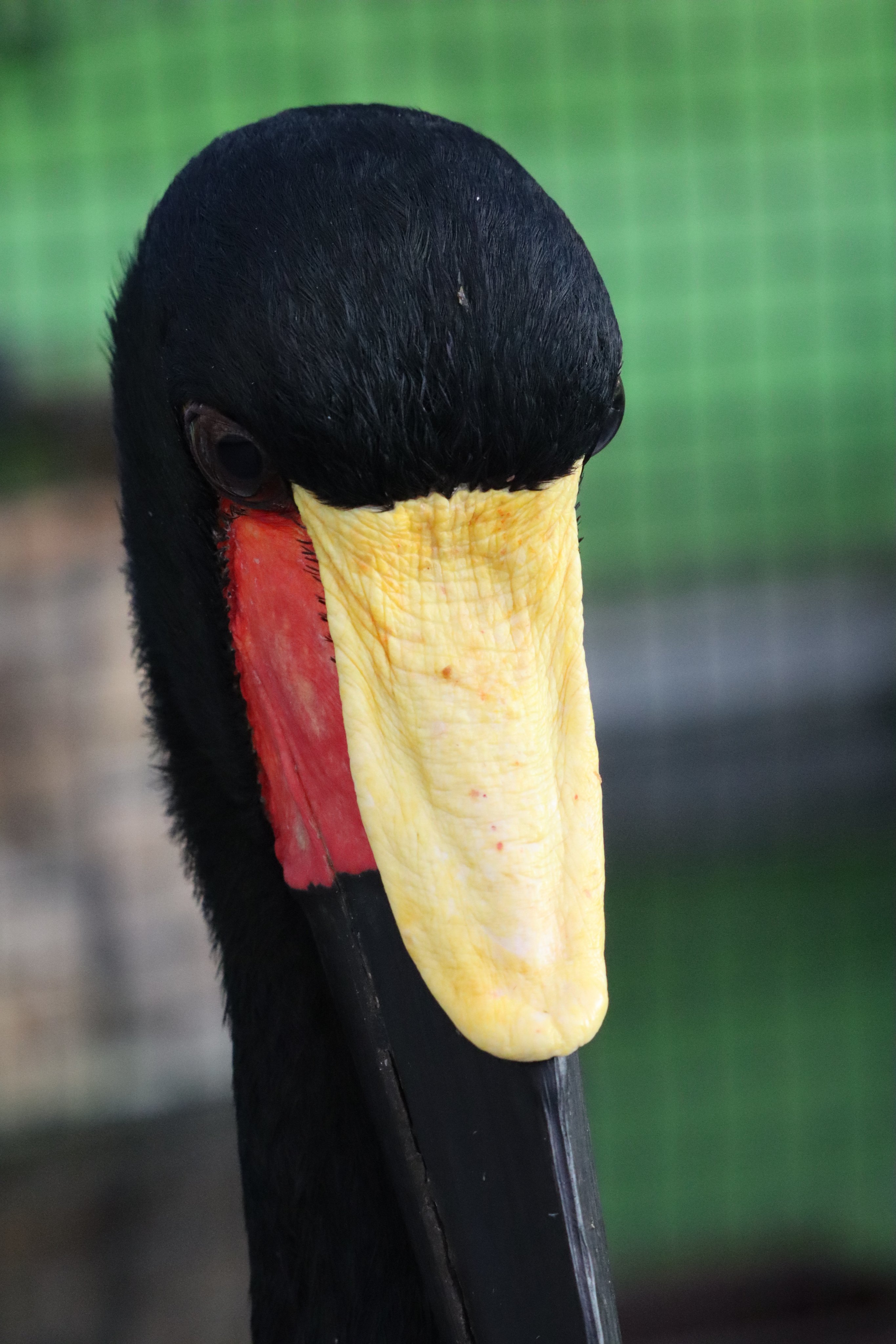 塩ら めん 掛川花鳥園のふたばの次に推し クラハシコウのモロ 最近フォロワーさん増えたから久しぶりに紹介するね 21 01 27 掛川花鳥園にて撮影 掛川花鳥園 クラハシコウ T Co jz8kgjtq Twitter