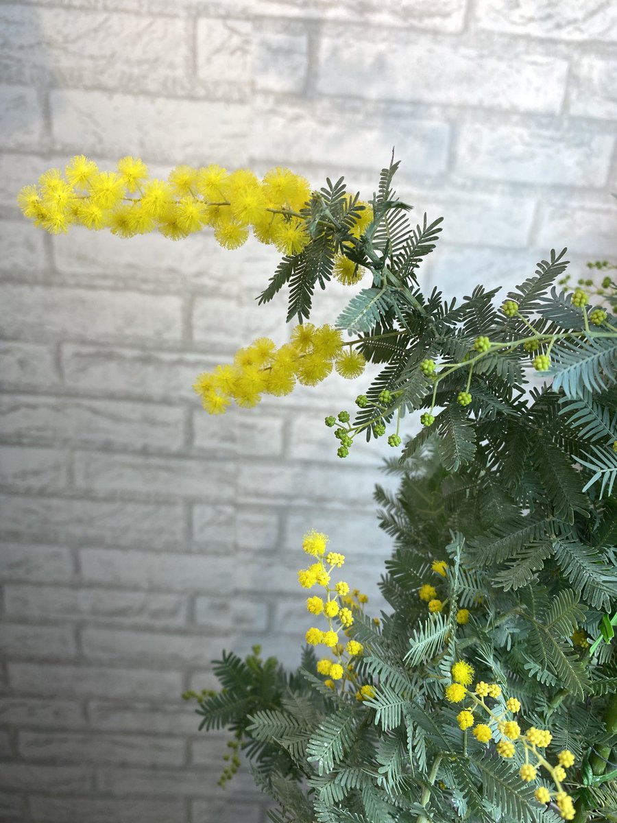 竹島宏スタッフ 公式 ミモザ 花言葉は 感謝 真実の愛 感謝の日は 輝く金平糖みたいなミモザの花を 今日も1日お疲れ様でした ひろネット 花便り 花言葉 花 ミモザ 感謝 絆 発売日 花のある暮らし 花の癒し Stories 花のパワー 竹島宏スタッフ 公式 ミモザ 花言葉は 感謝 真実の愛 感謝の日は 輝く金平糖みたいなミモザの花を 今日も1日お疲れ様でした ひろネット 花便り 花言葉 花 ミモザ 感謝 絆 発売日 花のある暮らし 花の癒し Stories 花のパワー