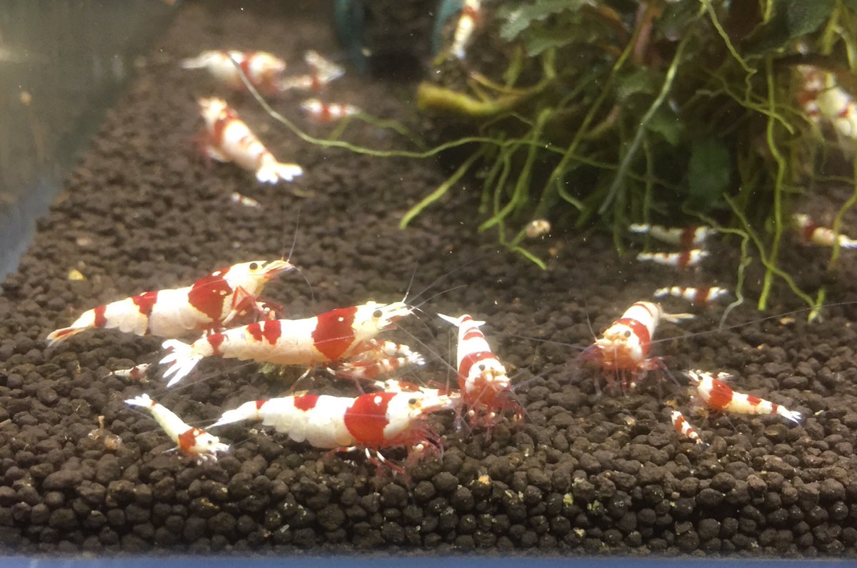 お肉食べようのうた