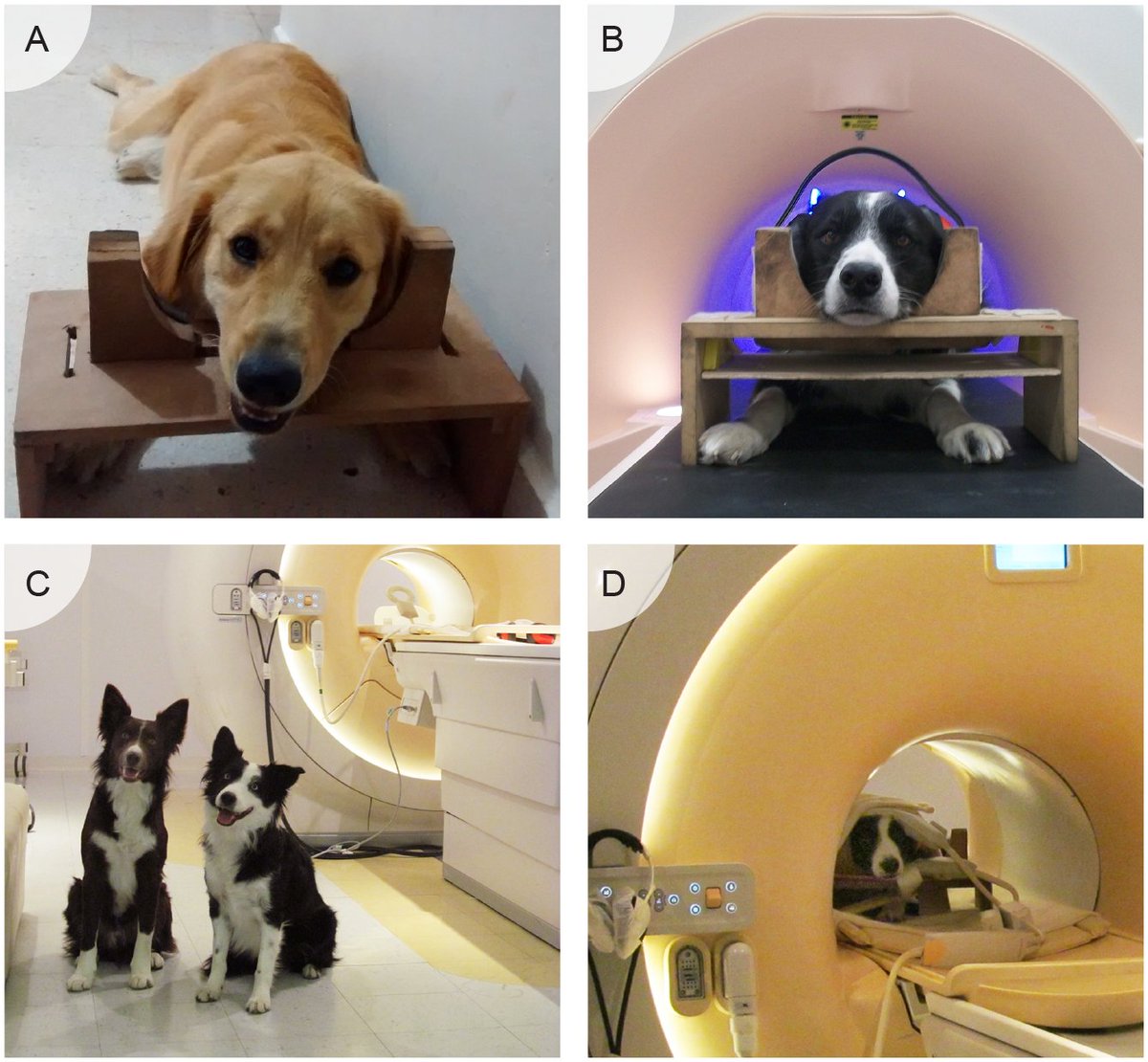 3/6 I forgot to tell you that besides being a good boy, Kun-kun (and many family dogs worldwide) helps Neuroscience. After training, they can voluntarily remain still inside an MRI while, for example, listen to The Little Prince.  #AnimBehav2021