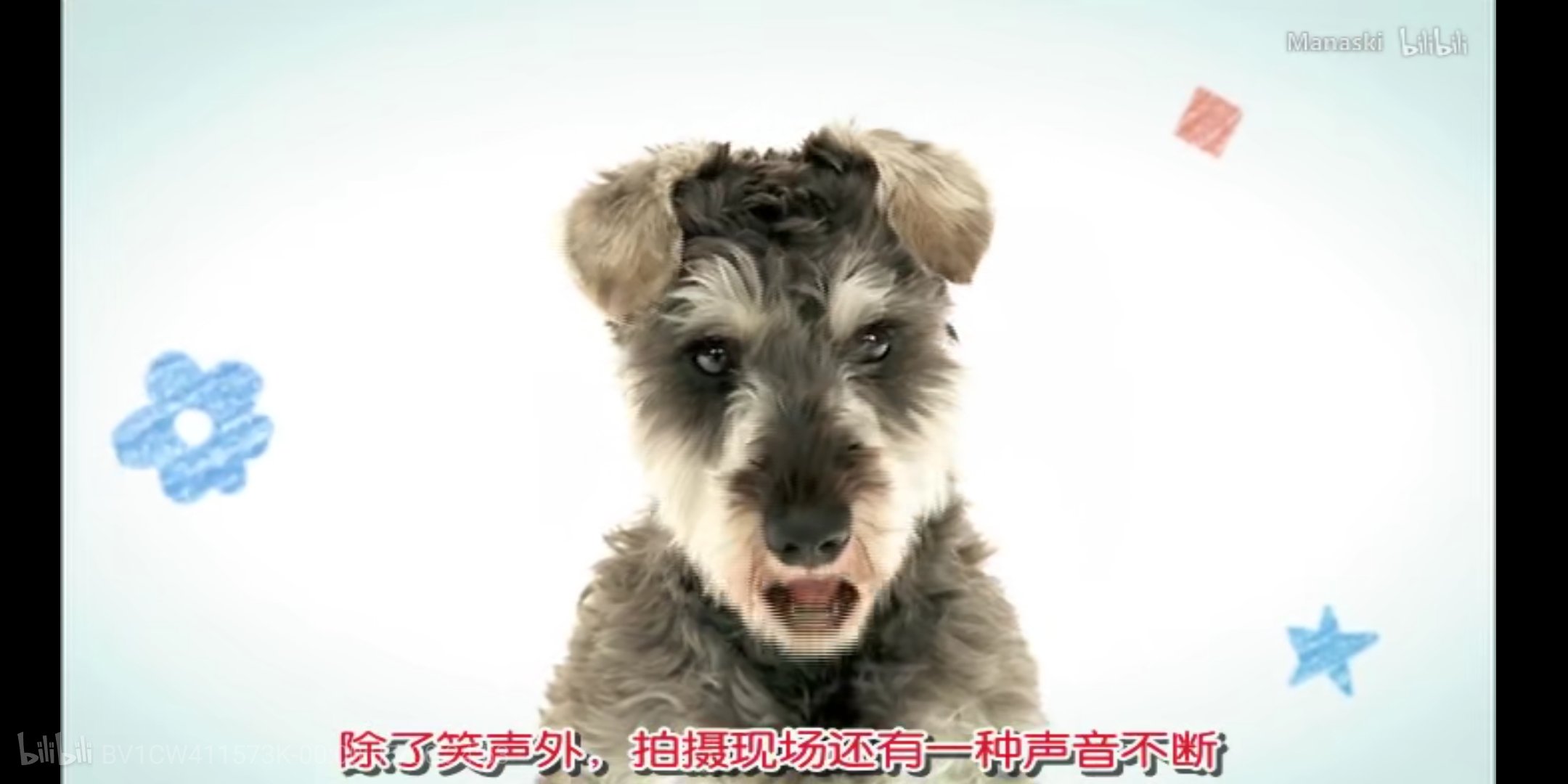 あっちゃん ２ Twitterren この犬マルモのおきてのムックに似てない 皆さんはどう思いますか T Co Em3hmdmdsn Twitter