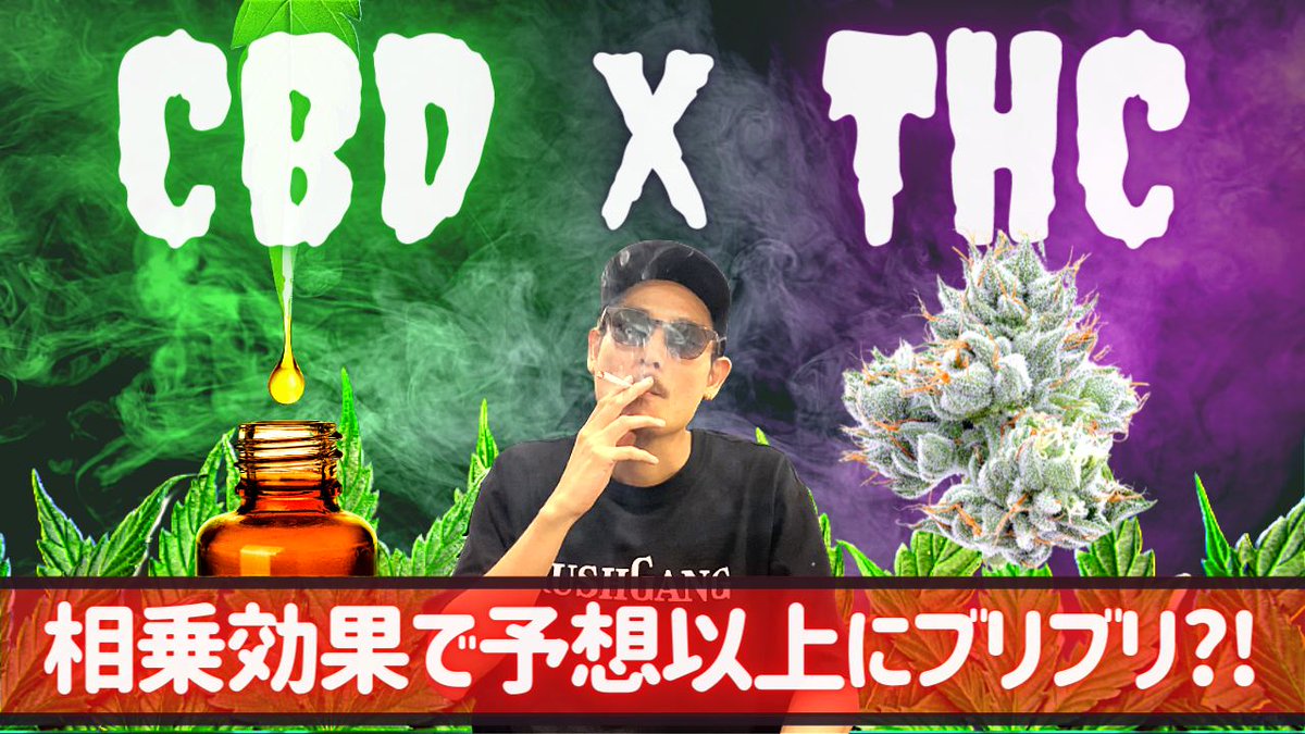 KushGangTV's tweet photo. 今回の #kushgangtv 
THCとCBDの相乗効果はあるのか？検証してみた！

前回CBDオイル40%を４滴摂取した仙人。
この状態でジョイント１本吸ったらどうなるのか？

普段から言っているTHCとCBDの相乗効果でいつも以上にぶりぶりになるのか？

⬇︎動画⬇︎
https://t.co/rszthoi0U6 https://t.co/dbzimTpUGB