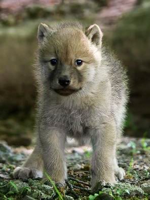 Wolfberry8644 tweet picture