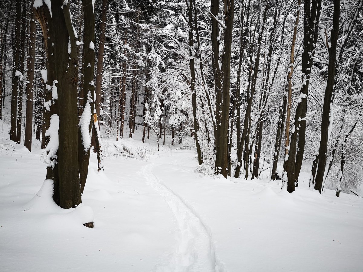 westwolfaudio's tweet image. Great weather for new field recording locations scout ;) Stay warm and cheers ;)

#fieldrecording #sounddesign #soundlibrary #westwolfaudio #soundeffects