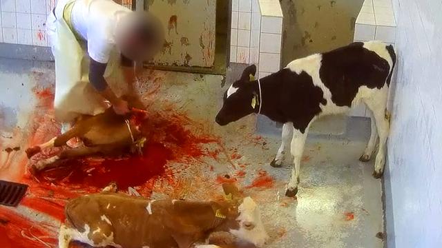Paul_Vegano's tweet photo. โIf you choose to eat meat, cheese, and milk I think at the very least, you are obligated to see the pain and suffering you are causing" - Anon
Stop Supporting Animal Cruelty
GoVegan๐ฑ๐
#AnimalRights #GoVegan #EndSpeciesism #Vegan #RosesLaw https://t.co/hykVjAPBCZ