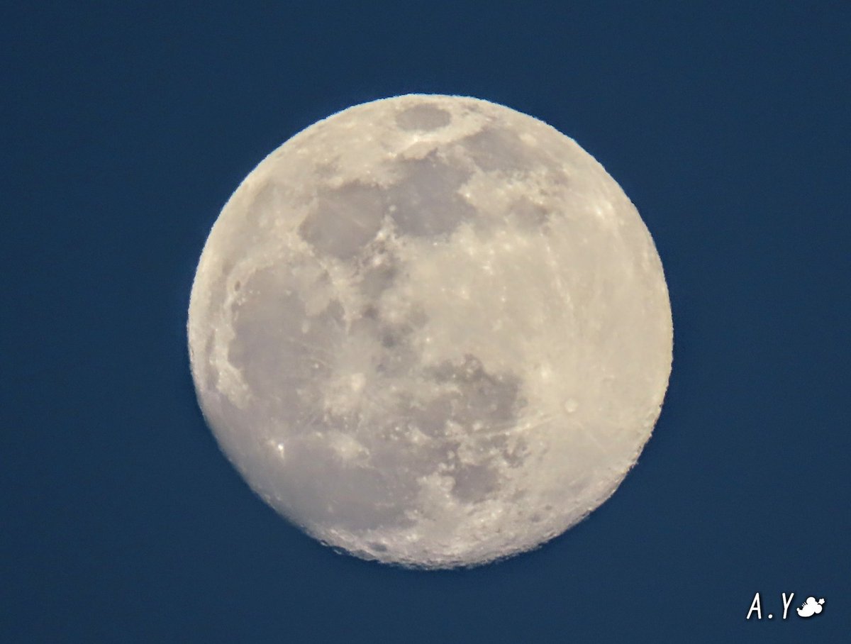 yumeasutw's tweet photo. 今宵も🌕月が綺麗ですね✨
日没直前と夜の帳が下りた頃の
🌕 #十五夜 のお月様(月齢14.1)です。
西の空は青色に染まり、美しかったです💙
#月 #moon
#空の名前
#雲の教室
#ブルーアワー
#ブルーモーメント
#薄明
#トワイライト
#鉄塔 #電線 #電柱 #夕空
#a2021 #a0127 #a202101 #a2021015 https://t.co/CPVrZygT8n