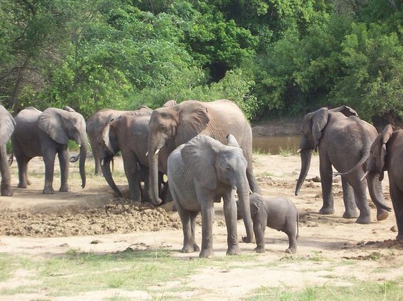 Yankari Game Reserve tweet media