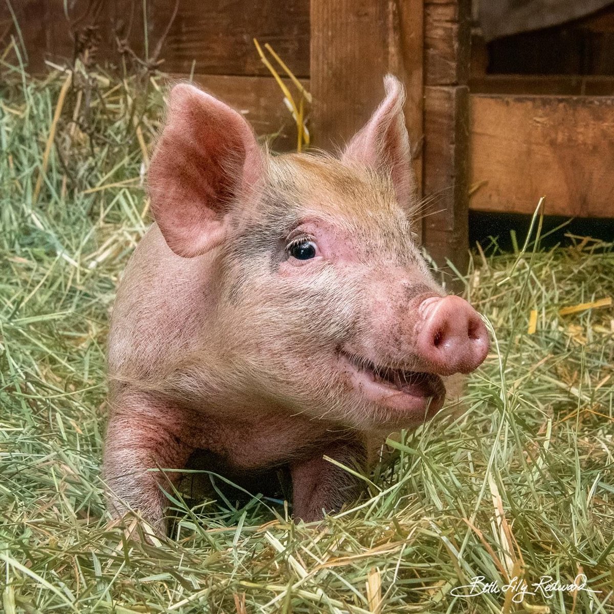 JohnOberg's tweet image. This is Lily and the joy you see on her face is because she was just rescued! 😊

RT to celebrate her new life and cheers to the day when all animals are lucky enough to be able to experience happiness like this. 🧡

[photo by Beth Redwood at Out to Pasture Sanctuary]