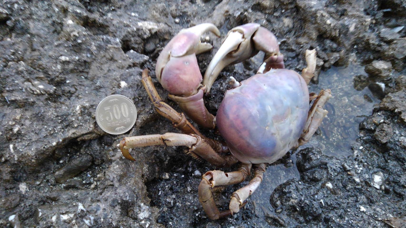 サークル オニムシ ようりこ電子本販売中 ロケ部です 久米島で発見したミナミオカガニらしきカニの死体です 撮影後に埋葬しました 五百円玉と比較してわかる通りデカいカニで 沖縄では夜にたまに見かけます ピノ図鑑 T Co Icpzazl0uc