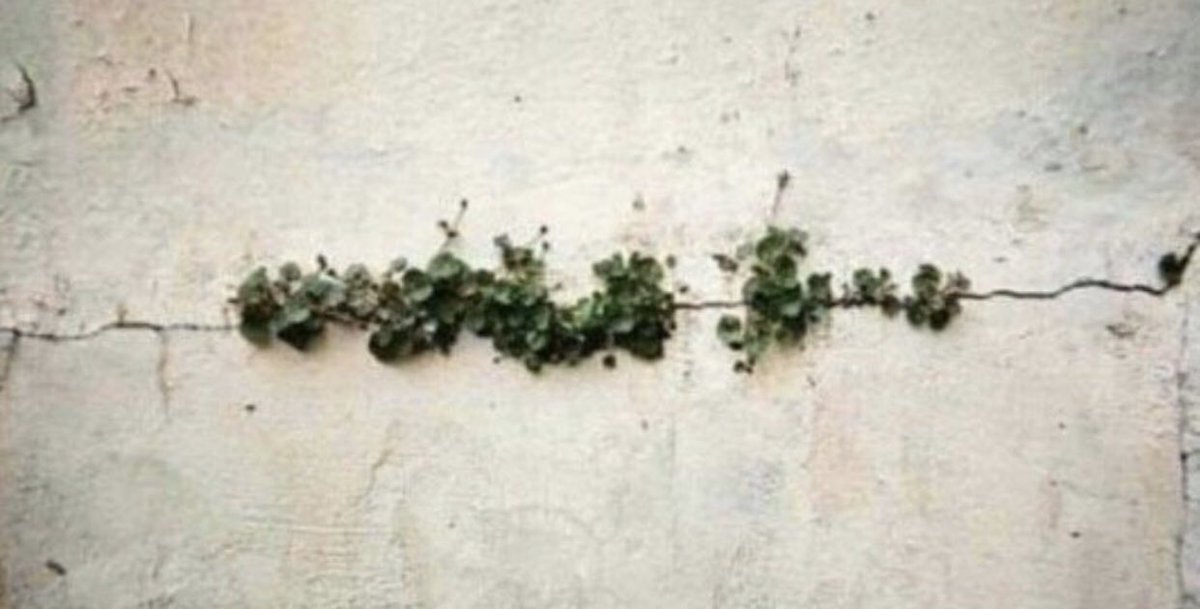 Kırılmasa yeşillenmeyecekti.