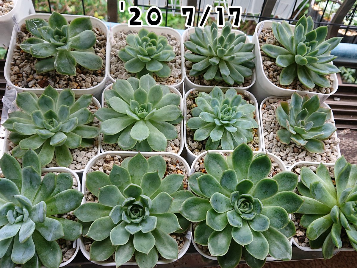 2号ポットでピンポン玉サイズだったモーニングデューさんが無事にデカベリアになったので見てください。
比較対象に2号ポットの子と並べてみた。
あんまり大きくなられても困るからプレステラ105で我慢してもらってるけど、植え替えたらもっとデカくなりそう。