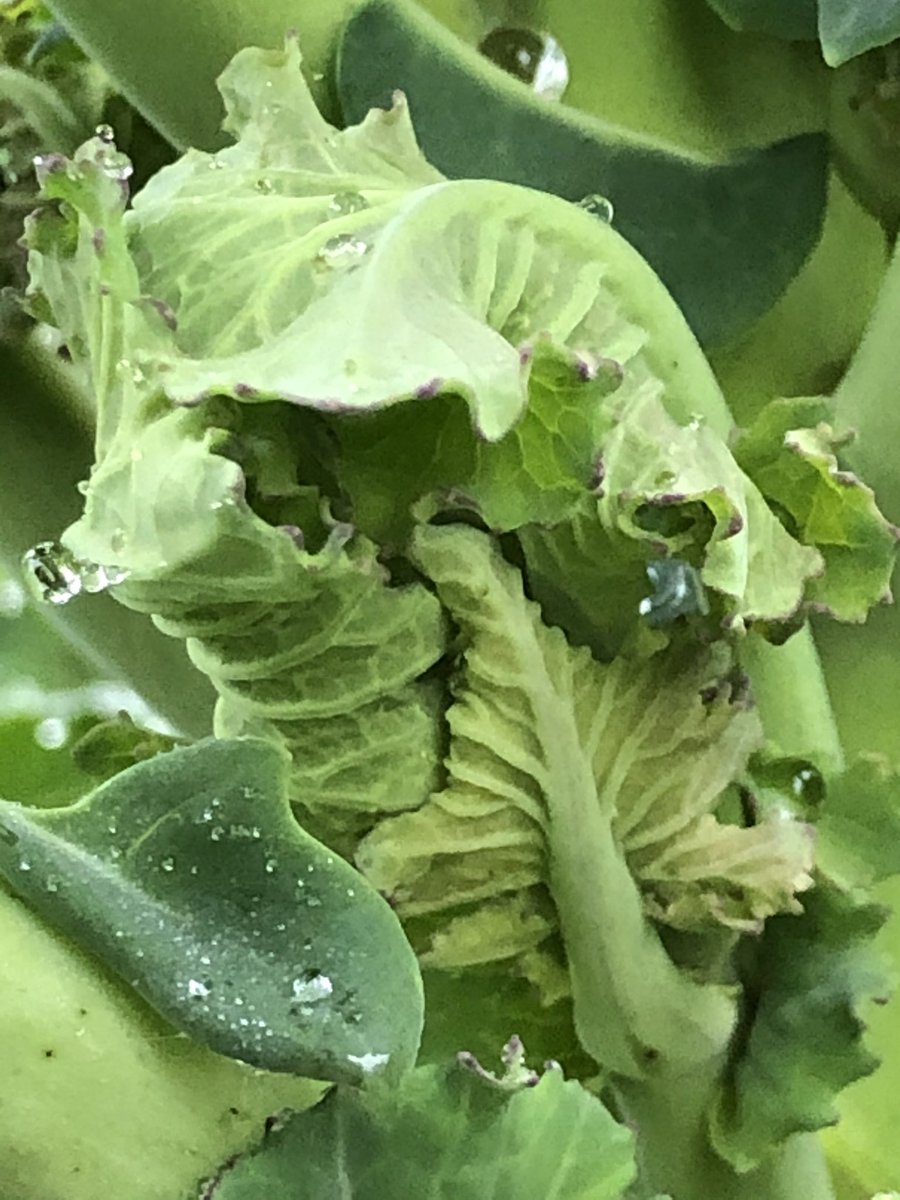 ZwartblesIE's tweet photo. One of my favourite vegetables is nearly ready for me to start to eat. I love grazing through my purple sprouting broccoli patch. I love to eat it raw, also dipped raw in hummus. Flash fry in butter or steam & serve with roast pine nuts & butter #WinterVegetable https://t.co/xmPzRhTpzo