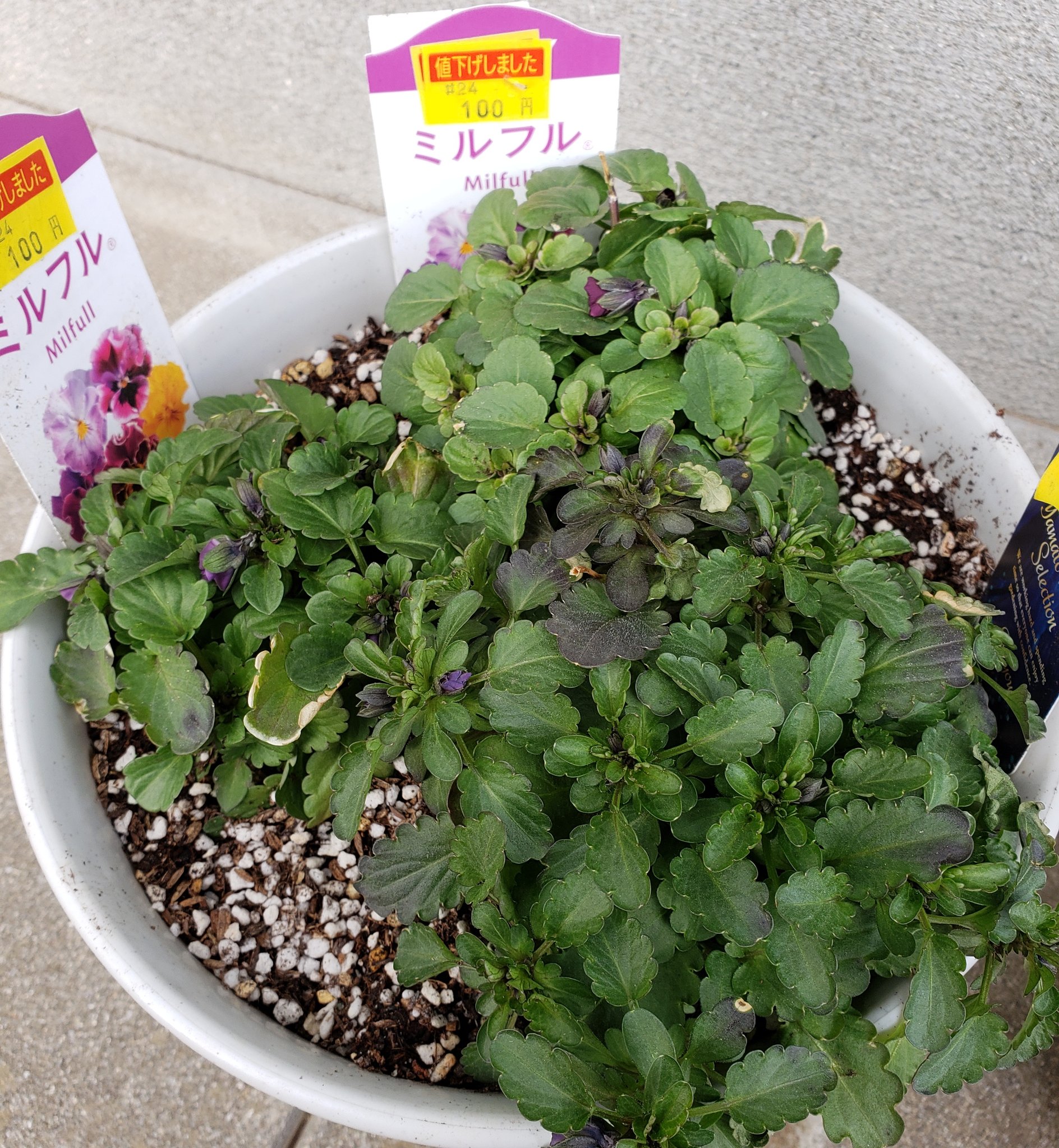 Twitter 上的 Miki 園芸初心者 園芸初心者は見切り品には手を出さない方が良いっていう動画を見たような気がしますが 花咲いてませんでしたがついついお安くなってて買ってしまった 花が見たいので枯らさないように頑張ろう 園芸初心者 パンジービオラ