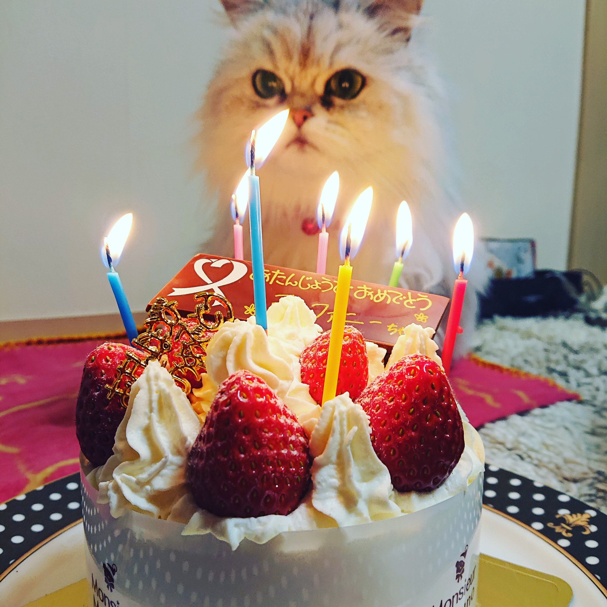 Hiroko Y 21年1月27日 7歳のお誕生日を迎えました Happy Birthdayティファニー T Co Jw1l0wczfp Twitter