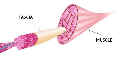 Massage Gun
Getting the Most from Your Massage Gun:
Get a beginner’s guide to percussive therapy here: 
nydnrehab.com/uncategorized/…