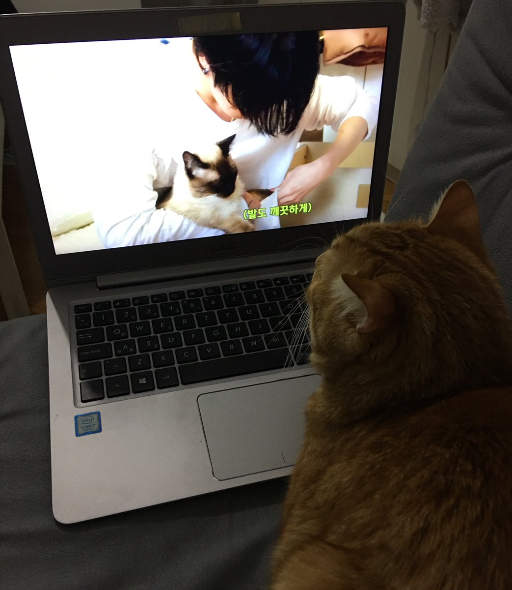 bunnyzen522's tweet image. Watching our favorite cat boy #KitTENCamReact