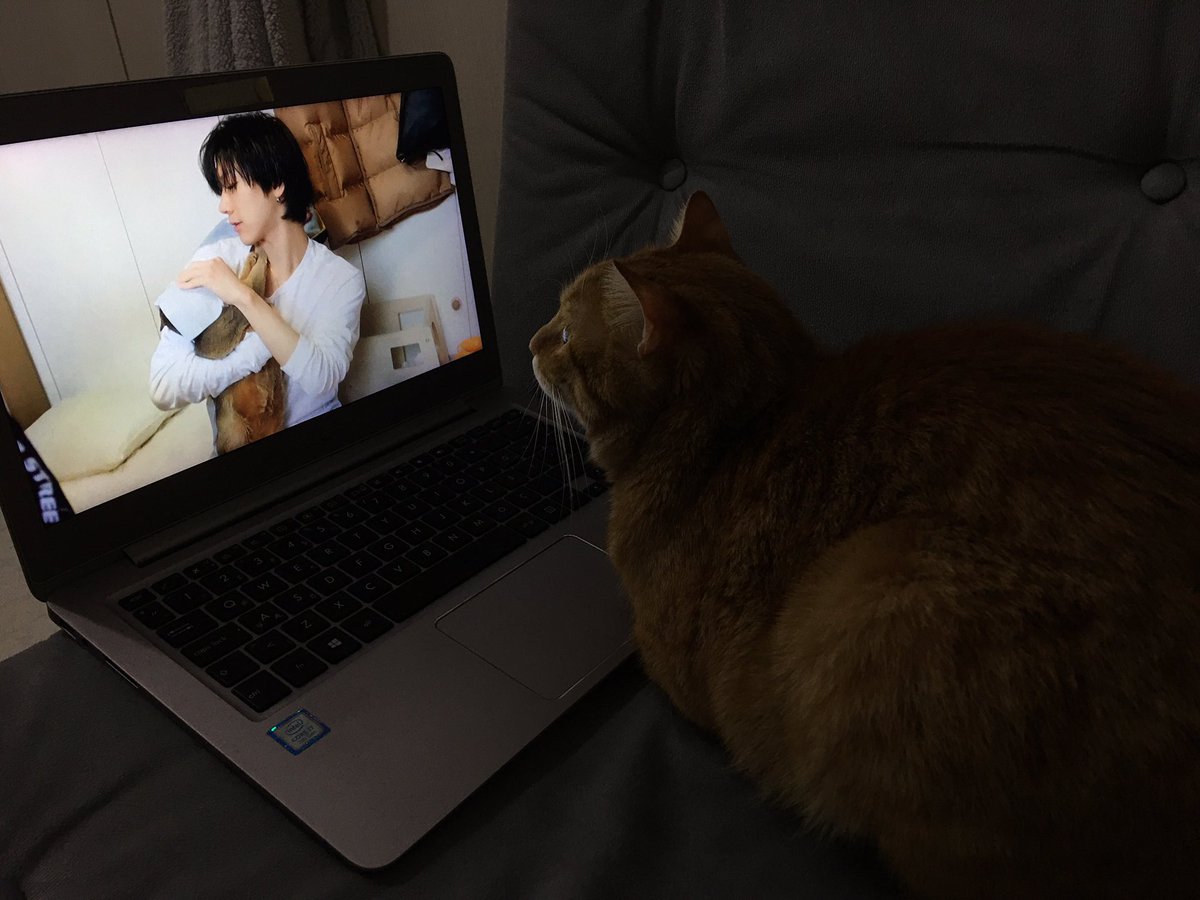 bunnyzen522's tweet image. Watching our favorite cat boy #KitTENCamReact