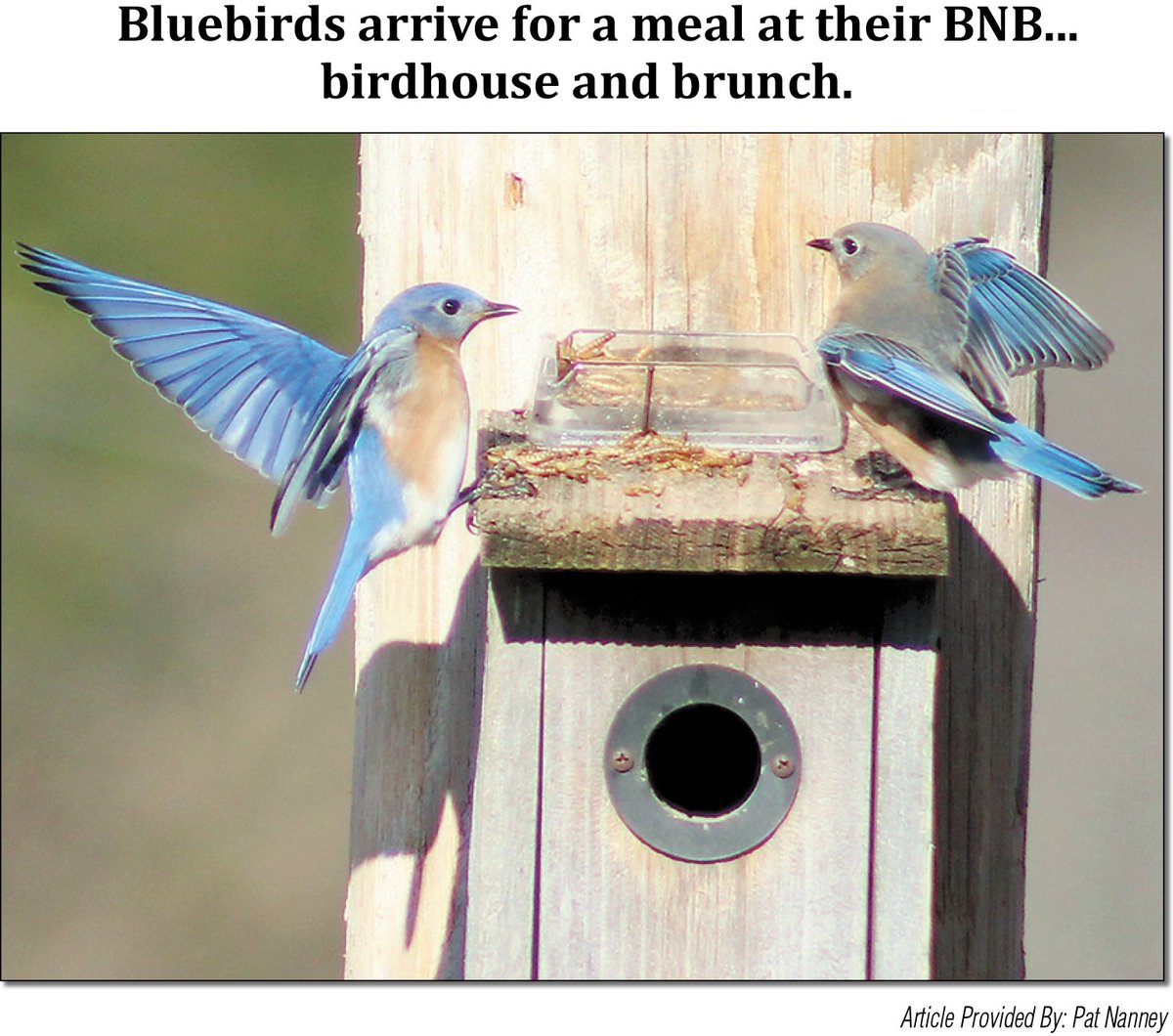 Rutherford Weekly (@rutherfordwkly) on Twitter photo 