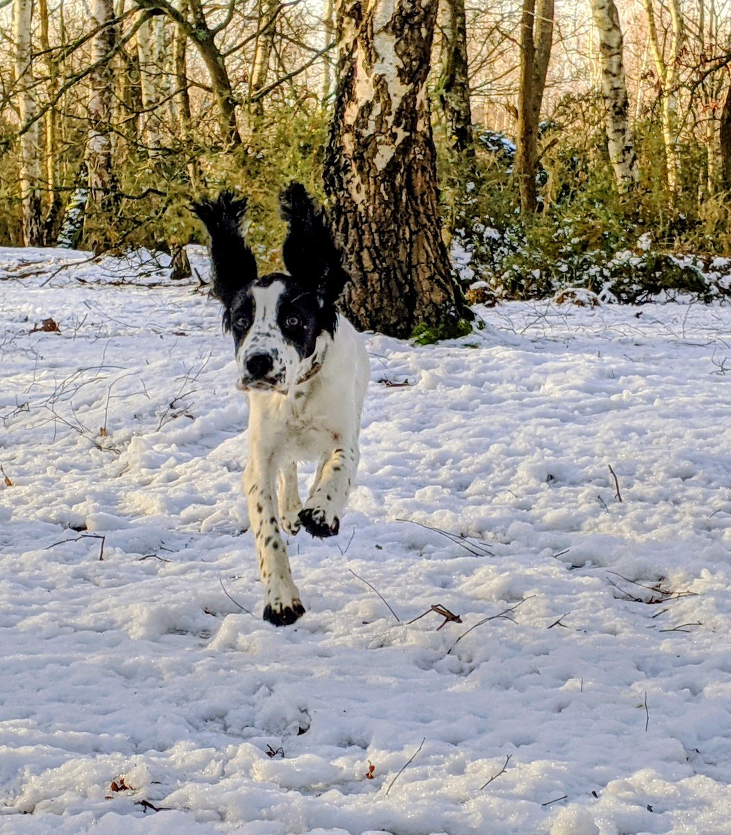 HighwaysSurrey's tweet photo. Walking pets in winter? Be sure to watch what they eat from the ground and clean their paws when you get home, as salt and grit can be harmful to animals when ingested. 

#HighwaysHounds #SurreyHighways #WinterService https://t.co/tlrwSeSqBF
