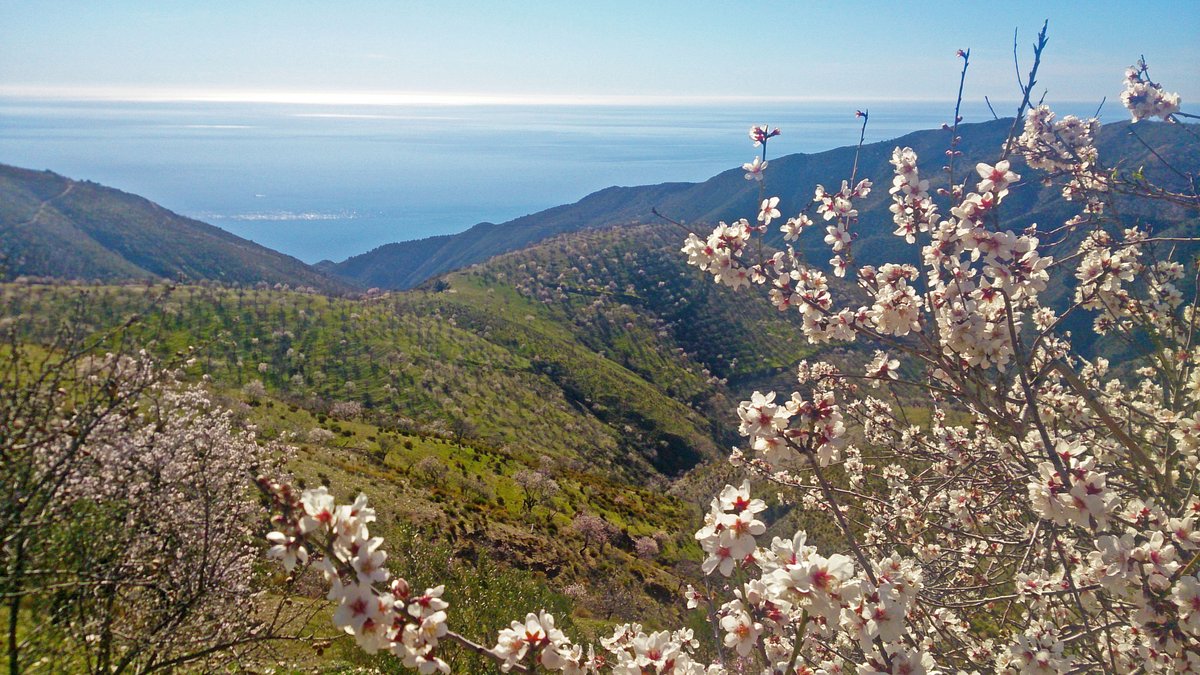 #Eltiempo en #Sorvilan. La flor de los almendros en la Sierra La #Contraviesa y el #mar #Mediterraneo de fondo. 20º grados de temperatura y un sol radiante. Momentos que te regala la #naturaleza. #AlsurdeGranada #Granada #Alpujarra #CostaTropical #Andalucia #Spain <a href="/ElTiempo_tve/">El Tiempo en TVE</a>