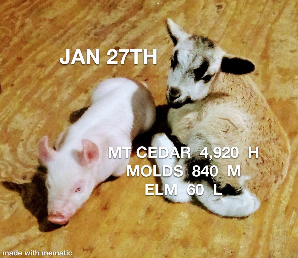 BillTaylorKENS5's tweet photo. good morning π
how cute are todayβs guest #pollenpets cedar and molds down a bit, elm shows upππΌπ·
#kens5eyewitness https://t.co/gqSWPFZjt7