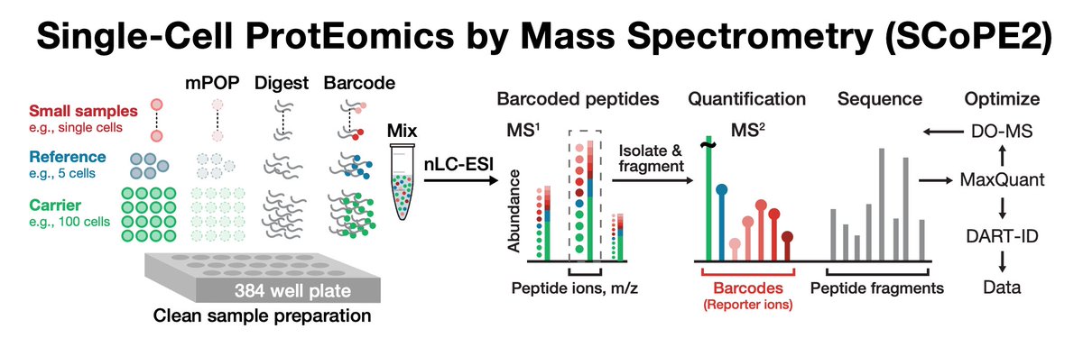 Prof. Nikolai Slavov (@slavov_n) on Twitter photo Our joint single-cell analysis of proteins & RNAs in differentiating macrophages appeared in <a href="/GenomeBiology/">Genome Biology</a> genomebiology.biomedcentral.com/articles/10.11… (preprint: biorxiv.org/content/10.110…)
We analyzed ~ 3,000 proteins and RNAs across single monocytes and macrophages, and found ... Our joint single-cell analysis of proteins & RNAs in differentiating macrophages appeared in <a href="/GenomeBiology/">Genome Biology</a> genomebiology.biomedcentral.com/articles/10.11… (preprint: biorxiv.org/content/10.110…)
We analyzed ~ 3,000 proteins and RNAs across single monocytes and macrophages, and found ...