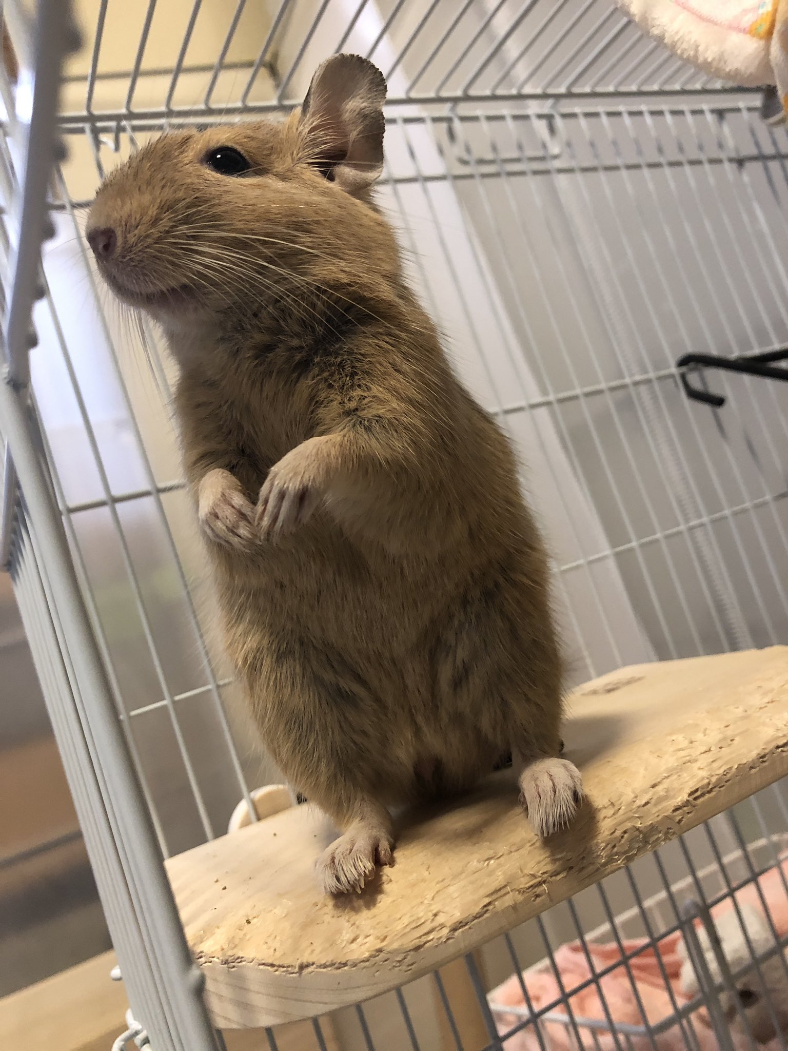 Twitter 上的 ぽに Cona Sasuのお世話係 ああああ今日もかわいいいい デグー かわいい デグーのいる生活 T Co Jlfpxpa4a6 Twitter Twitter 上的 ぽに Cona Sasuのお世話係 ああああ今日もかわいいいい デグー かわいい デグーのいる生活 T Co Jlfpxpa4a6 Twitter