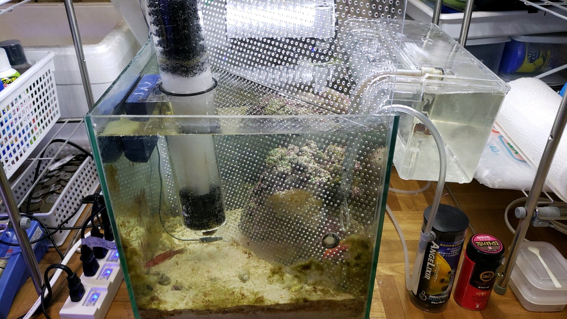 あんせるめっと 隔離水槽の周辺機器を整理 苔は貝に任せます 海水水槽 マリンアクアリウム T Co Zjvlobu6vl Twitter