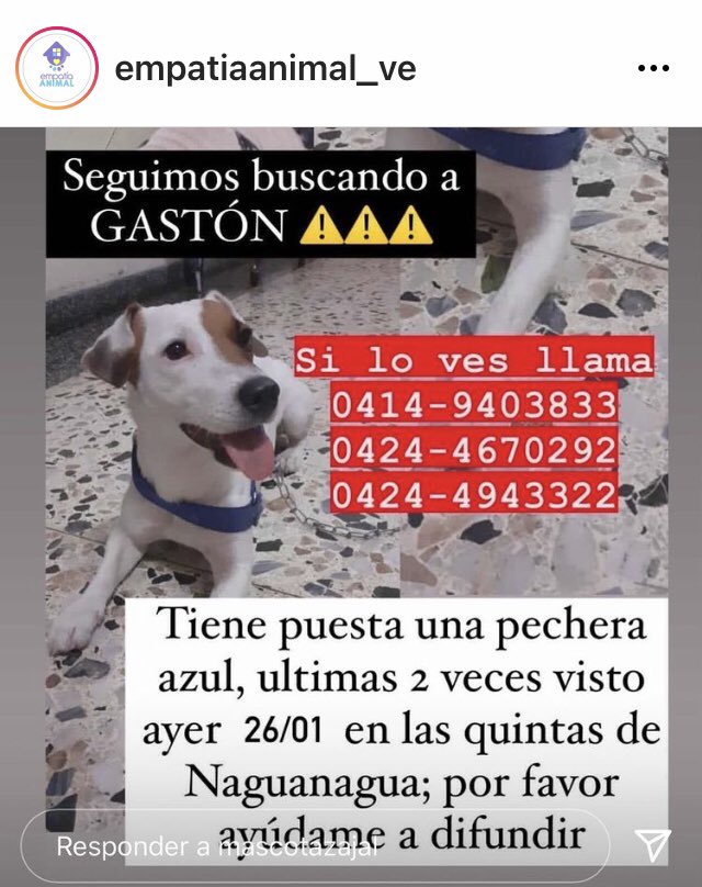 #SeBusca RT <a href="/EmpatiaV/">Fundación Empatía Animal Ve</a>: ¡Atención Naguanagua!
Gastón 🐶 se perdió por esa zona, ayúdalo a regresar con su familia 🐾💔🐕