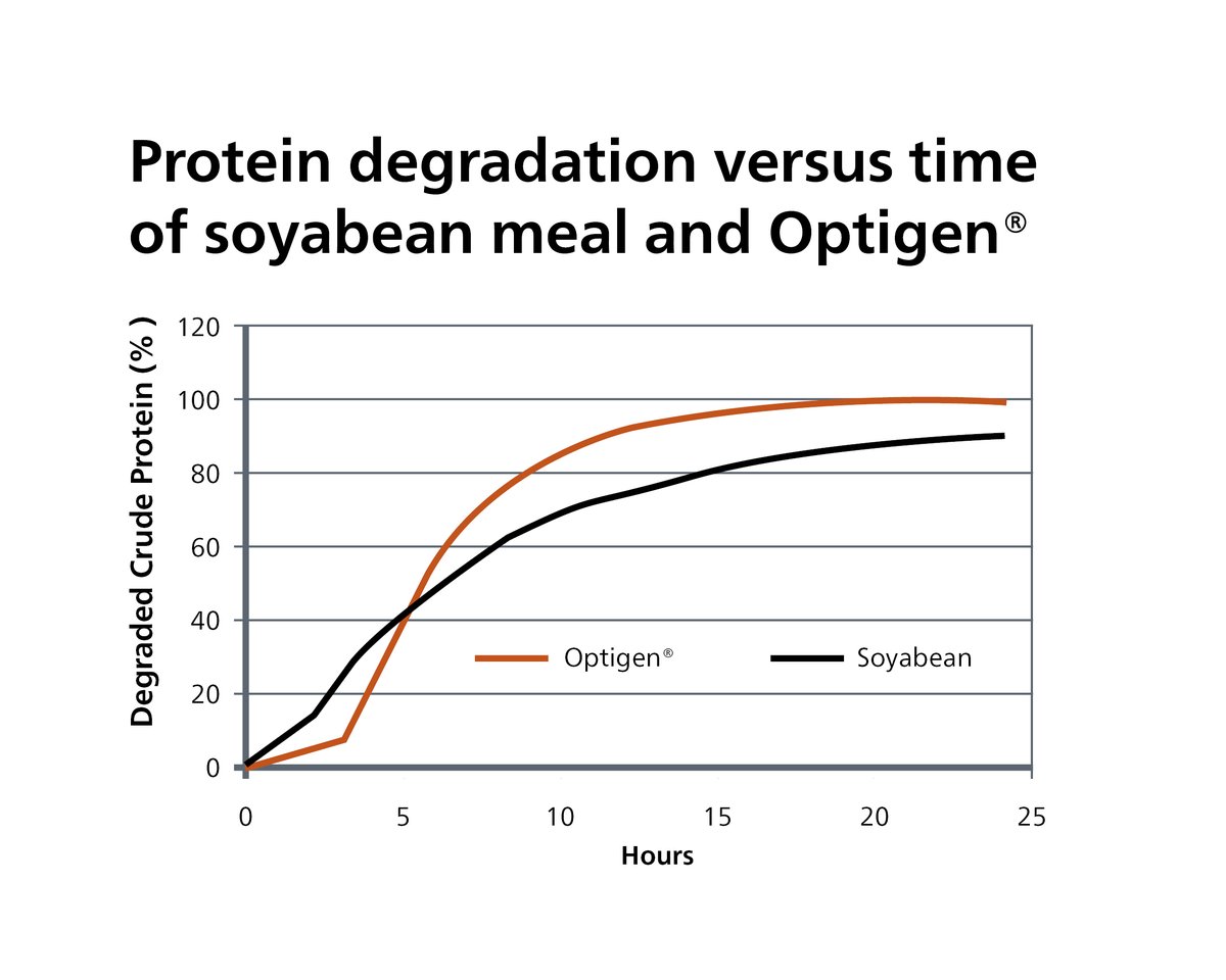 ➡️Optigen from Alltech is a controlled-release nitrogen source that provides a steady supply of nitrogen to the rumen microbes
➡️The nitrogen in Optigen is released in a similar way to soya protein in the rumen, shown in the graph (Palmer et al., 2008) #Optigen #beef #Dairy