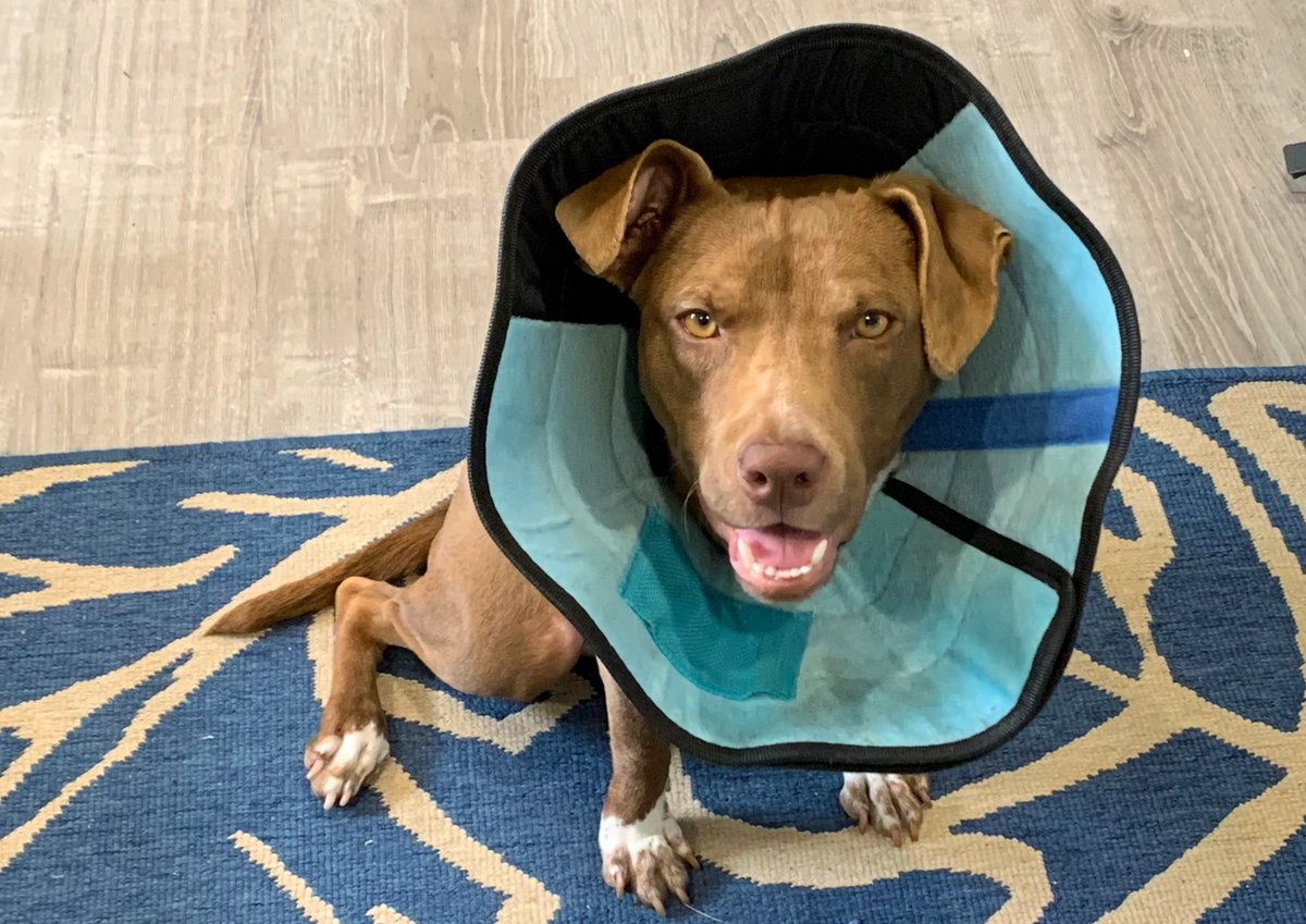 Allison Rothang tweet media