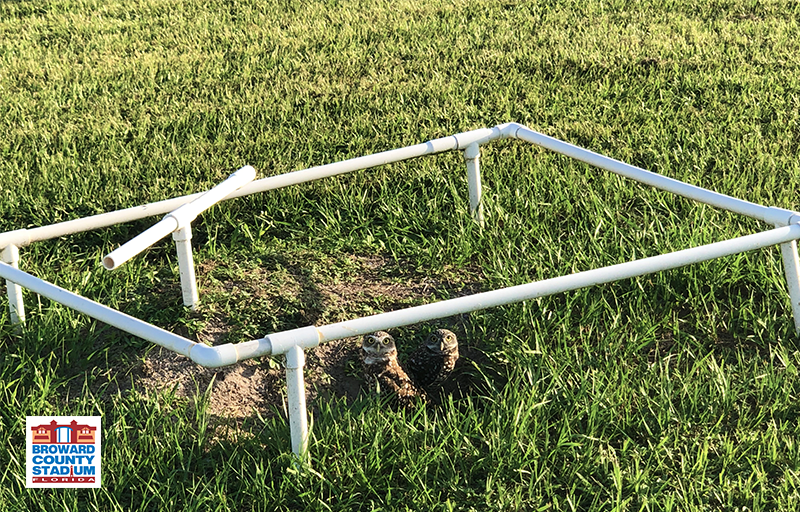 CentralBroward's tweet photo. #WednesdayKnOWLedge 🦉

There are 22 subspecies of burrowing owls in the world, but only 2 are located in North America 💁🏾‍♀️

Source: https://t.co/oHgD61YEWa - (@urbanbirdfdn) https://t.co/61CMiu6Z5M