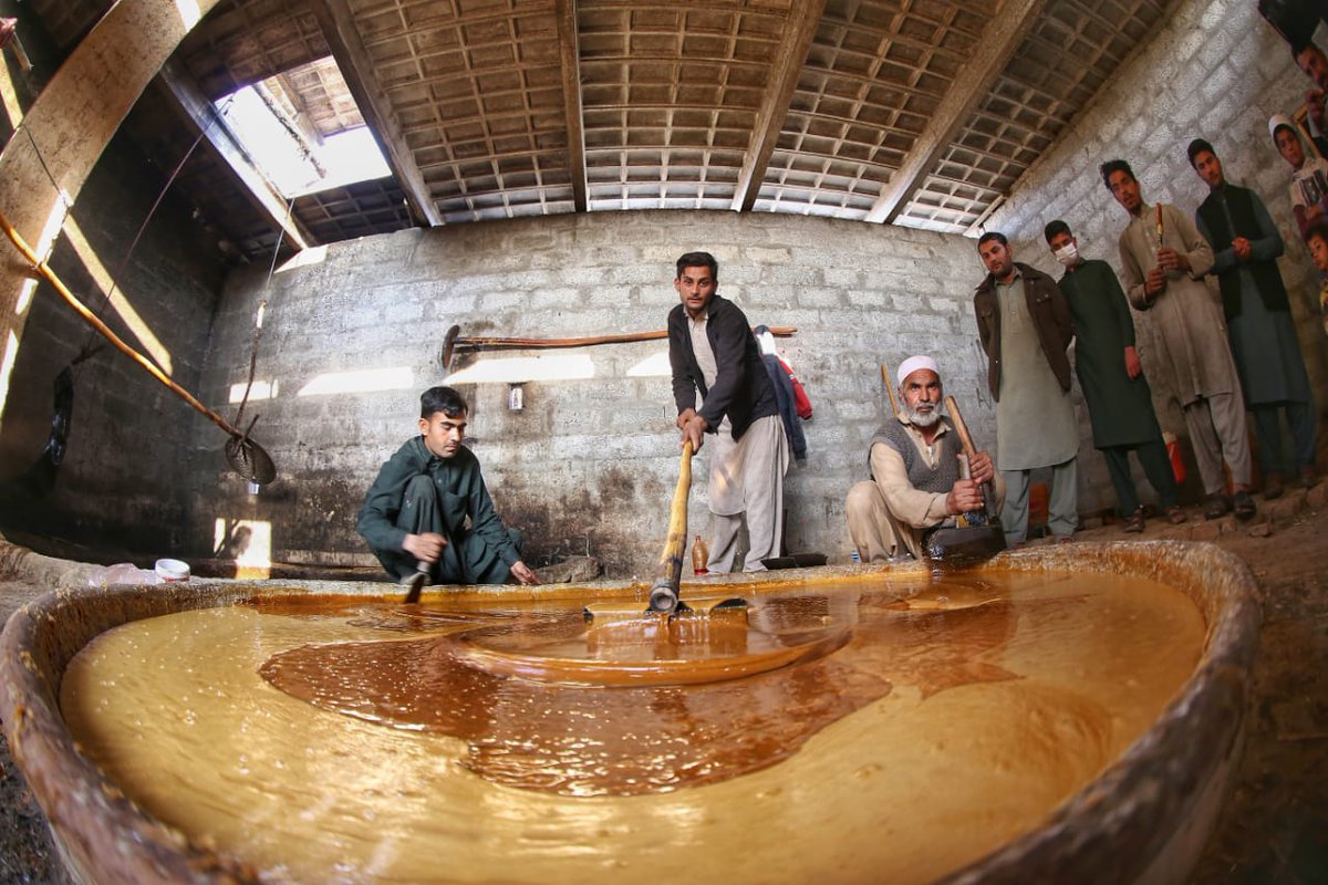 3/GUR & GAANRAIAs the juice in Karhay boils, froth of wood particles & other impurities called Kheeray is skimmed offAs jhook-mar’s fire rages on, with constant stirring piping-hot sugar stew thickens, turns golden & is reduced to about 1/3 of original volume in a few hours