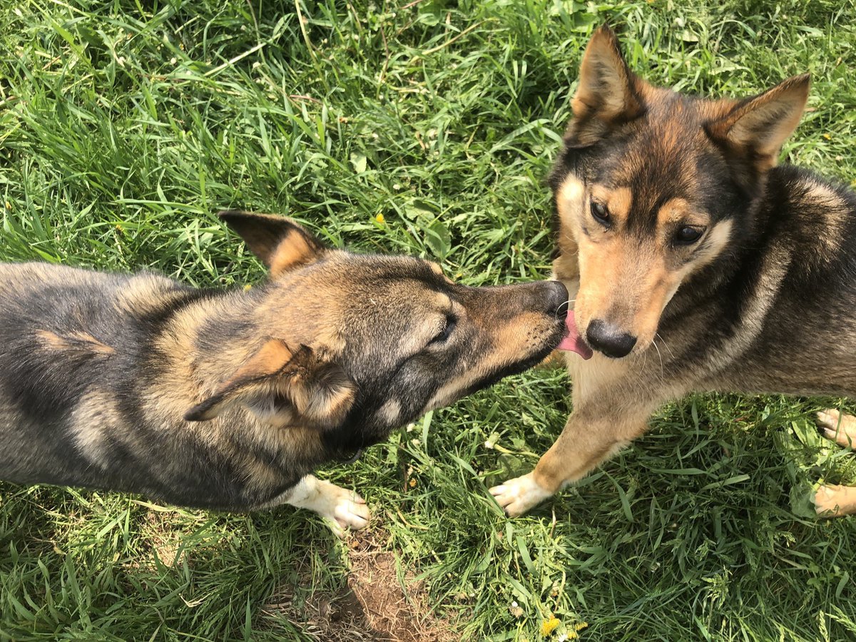 So, normally Hari lives in the garden. It’s a big fenced-in area, and he’s learned every inch of it, so he can run around freely even though he can’t see. We bring other dogs to visit him, and they play together on his turf.