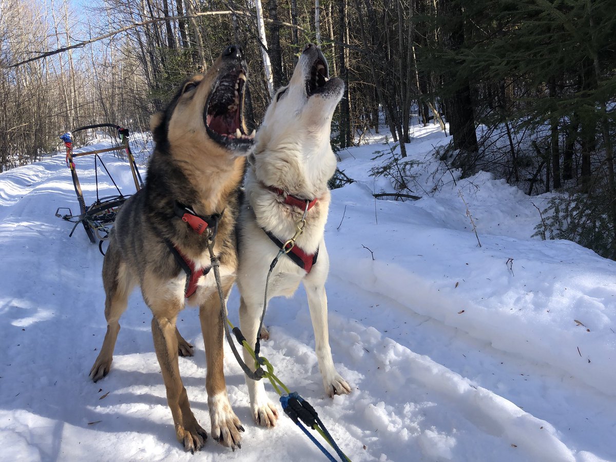 He also loves running in harness, especially with his fellow retirees.