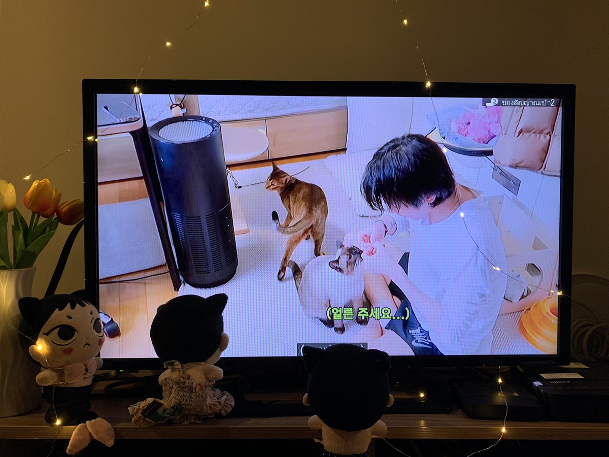 Ncity10's tweet image. แมวบ้านนี้ก็ดูค้าบ แต่ดูแบบหน้าเดียว หน้าหงึทุกตัว  #KitTENCamReact