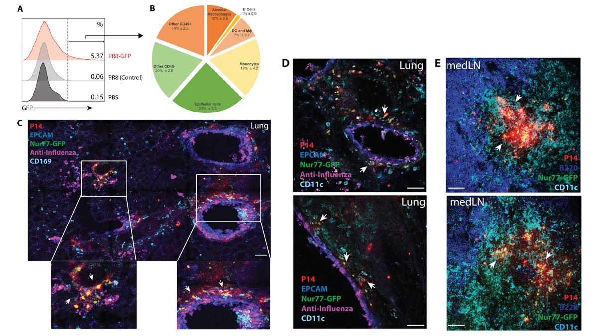 Low et al show memory T cells in different anatomical locations have unique reactivation mechanics & antigen-presenting cell requirements that drive qualitatively distinct recall responses bit.ly/2UMajLw From The Year in Experimental Medicine: bit.ly/3p0REsb