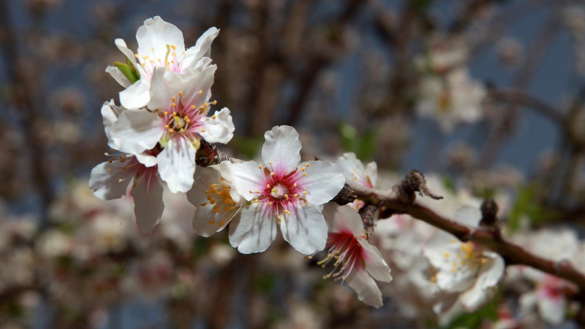 The day and season were suitable to mark this beginning; winter rains had fallen and soaked the ground by this time, and conditions were ripe for new growth. Almond trees had begun to blossom white and pink, and signs of hopeful spring had started to emerge.